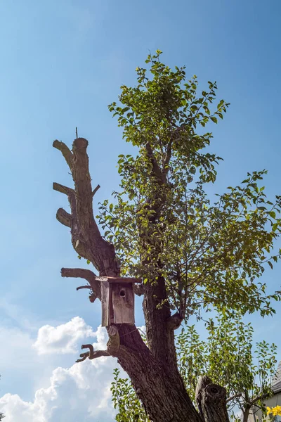 Домик Птиц Дереве Летом — стоковое фото