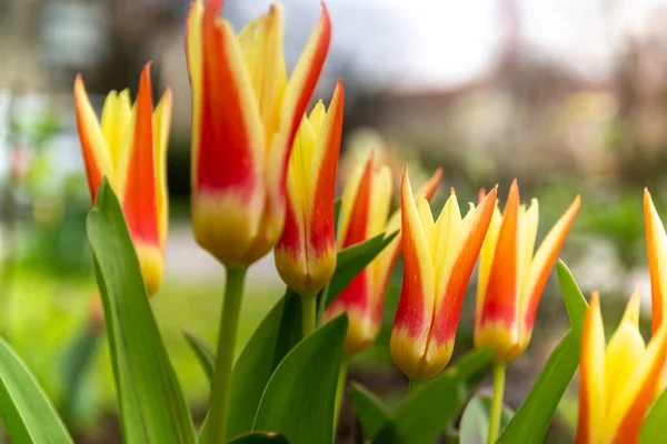 春天在草地上的特写郁金香 有选择的焦点 — 图库照片