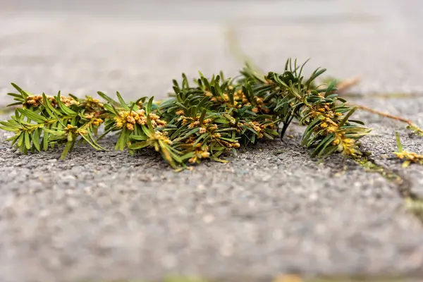 A tan branch in selective focus on a road — Stock Fotó