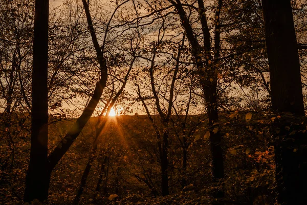 Tramonto di sera in una foresta — Foto Stock