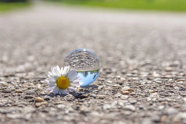 Daisy Glass Ball Selective Focus Walkway Spring Nature — Stock Photo, Image
