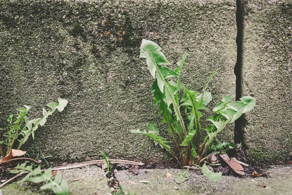 Pitypang levelek egy régi kőfalon — Stock Fotó
