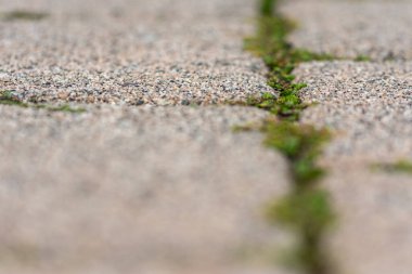 İlkbaharda yabani otlarla yürüme yolu seçici odak noktasında