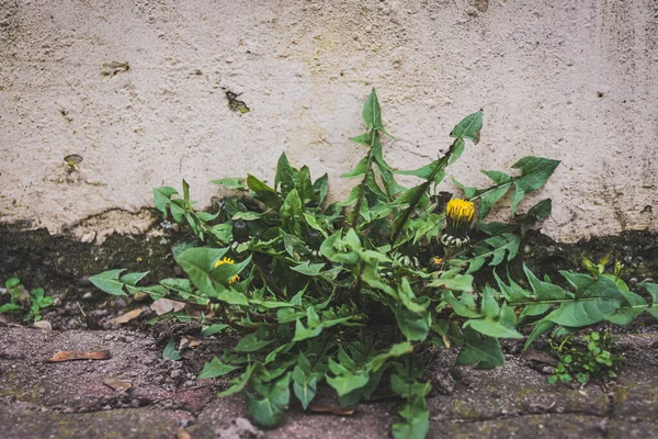 Sola Flor Diente León Delante Una Vieja Pared Primavera — Foto de Stock