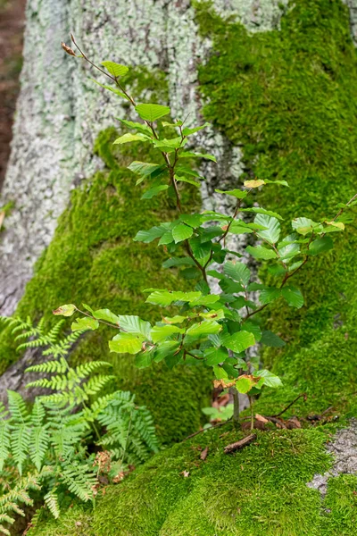 Moss Καλύπτονται Οξιά Βλασταίνουν Νέα Ανάπτυξη Την Άνοιξη Φρέσκα Πράσινα — Φωτογραφία Αρχείου