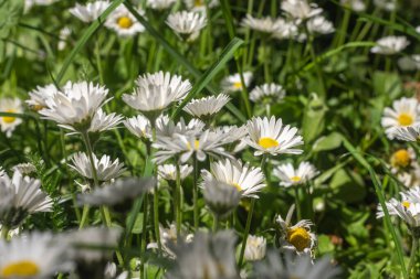 Bahçede ya da çayırda yetişen beyaz bahar papatyalarına yaklaşın. Mevsimlerin seçici odak noktalarına sahip.