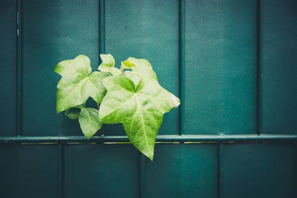 Folhas Plantas Hera Rompem Cerca Verde Densa Vista Close Com — Fotografia de Stock