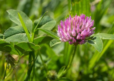 Baharın kavramsal ilkbaharında, açık havada yetişen yapraklı yeşil bir çalılıkta renkli pembe tonlama.