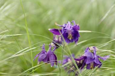 Renkli mavi mor iris, uzun yeşil çimlerde yetişiyor. İlkbaharda mevsimlerin kavramsallığı, fotokopi alanı ile yakın mesafede.