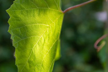 Taze yeşil bir yaprağın detaylarını güneş ışığının bir kuyusunda kapayarak baharda damarların yapısını gösterir.
