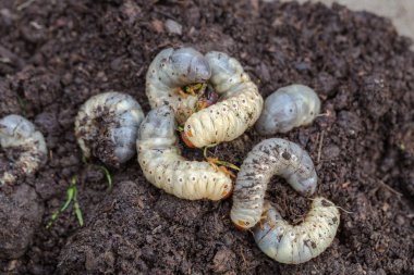 Close up of white grubs burrowing into the soil. The larva of a chafer beetle, sometimes known as the May beetle, June bug or June Beetle. clipart