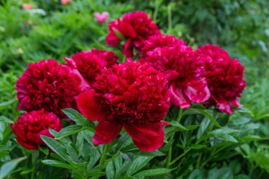 Kırmızı Peony albiflora x Paeonia officinalis 'Kırmızı cazibe' içinde belgili tanımlık Bahçe, makro fotoğraf