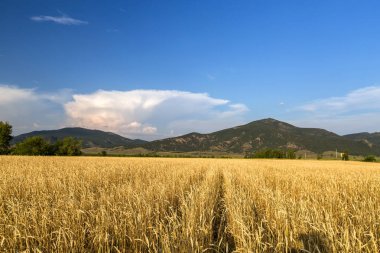 Kazakistan 'da olgunlaşmış buğdayın altın tarlası