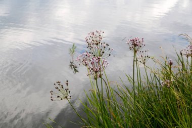 Su arka planında Butomus umbellatus çiçekleri 