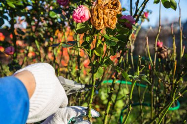 Yan yol budama secateur için kesme gül tutan el