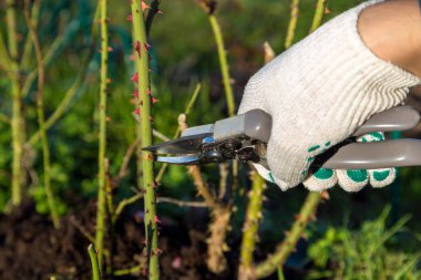 Yan yol budama secateur için kesme gül tutan el