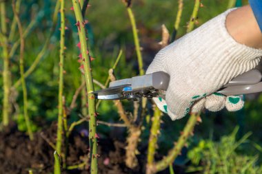 Yan yol budama secateur için kesme gül tutan el