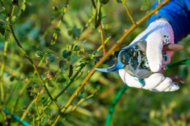 Yan yol budama secateur için kesme gül tutan el