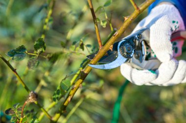 Yan yol budama secateur için kesme gül tutan el