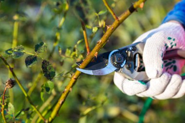 Yan yol budama secateur için kesme gül tutan el