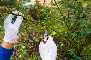 Yan yol budama secateur için kesme gül tutan el