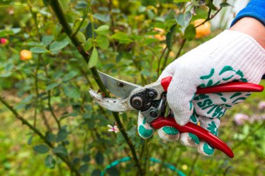 Yan yol budama secateur için kesme gül tutan el