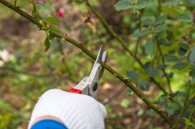 Yan yol budama secateur için kesme gül tutan el