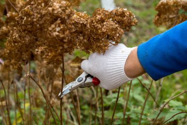 Çalı (hydrangea) kesme veya kesme bahçede secateur ile
