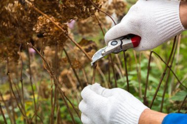 Çalı (hydrangea) kesme veya kesme bahçede secateur ile