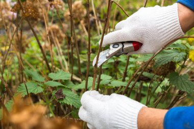 Çalı (hydrangea) kesme veya kesme bahçede secateur ile