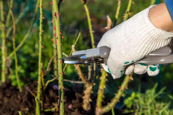 Hand Holding Bypass Pruning Secateur Cutting Roses — Stock Photo, Image