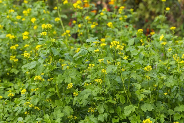 Agricultural Field Mustard Flowers — Stock Photo, Image