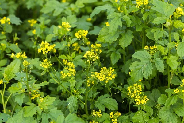 Agricultural Field Mustard Flowers — Stock Photo, Image