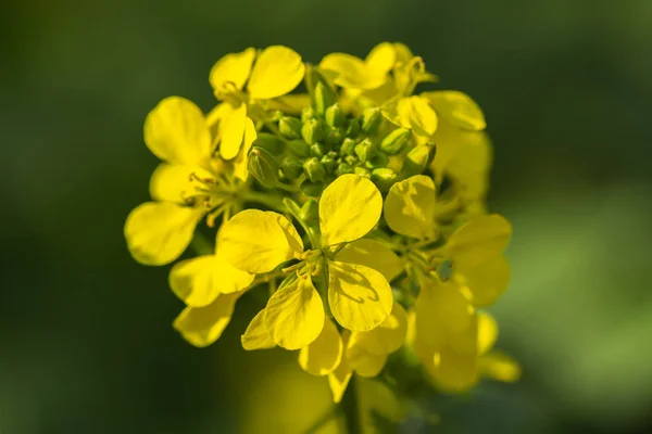 Agricultural Field Mustard Flowers — Stock Photo, Image