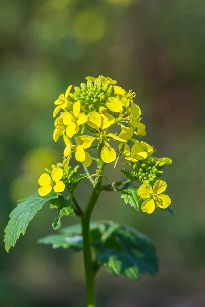 Agricultural Field Mustard Flowers — Stock Photo, Image