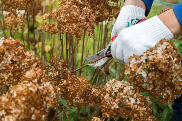 Çalı (hydrangea) kesme veya kesme bahçede secateur ile