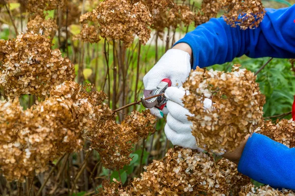 Çalı (hydrangea) kesme veya kesme bahçede secateur ile