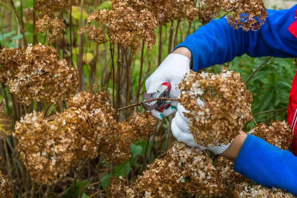 Bush (hydrangea) cutting or trimming with secateur in the garden