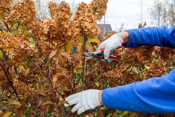 Bush (hydrangea) cutting or trimming with secateur in the garden