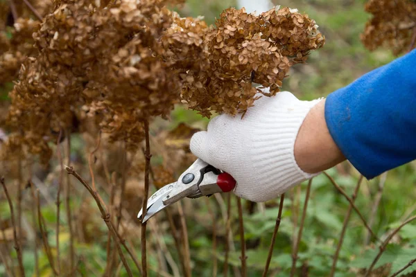 Çalı (hydrangea) kesme veya kesme bahçede secateur ile