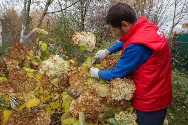 Bush (hydrangea) cutting or trimming with secateur in the garden