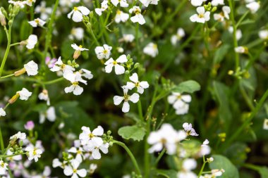 tarlada yağlı turp yetişiyor.