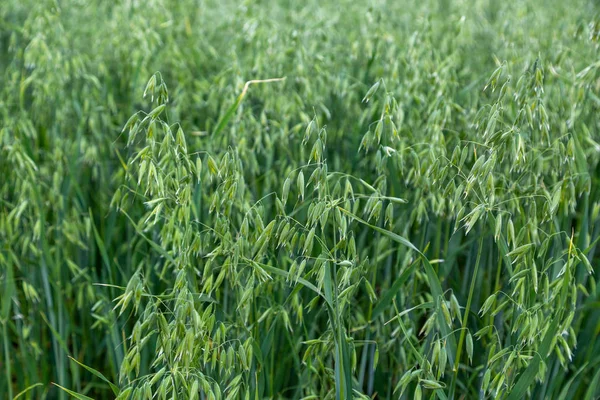 Green ears of oats on the field