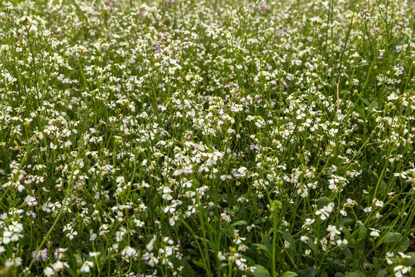 Oilseed Radish Grows Field — Stock Photo, Image