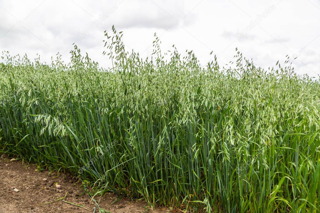 Green ears of oats on the field