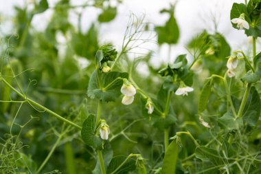 Tarlada çiçek açan sebze bezelyesi