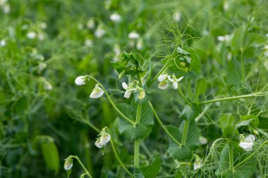 Tarlada çiçek açan sebze bezelyesi