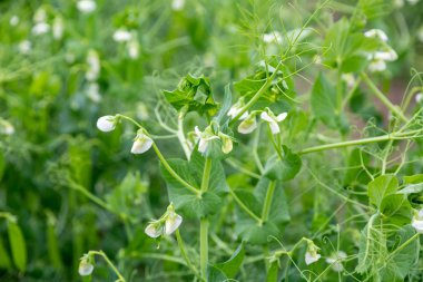 Tarlada çiçek açan sebze bezelyesi
