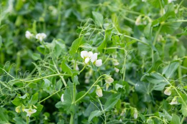 Tarlada çiçek açan sebze bezelyesi