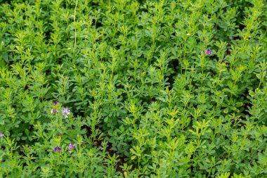 Medicago sativa, Lucerne olarak da bilinen, bezelye familyasından bir bitki türü. Dünyadaki birçok ülkede önemli bir otlak mahsulü olarak yetiştirilir..
